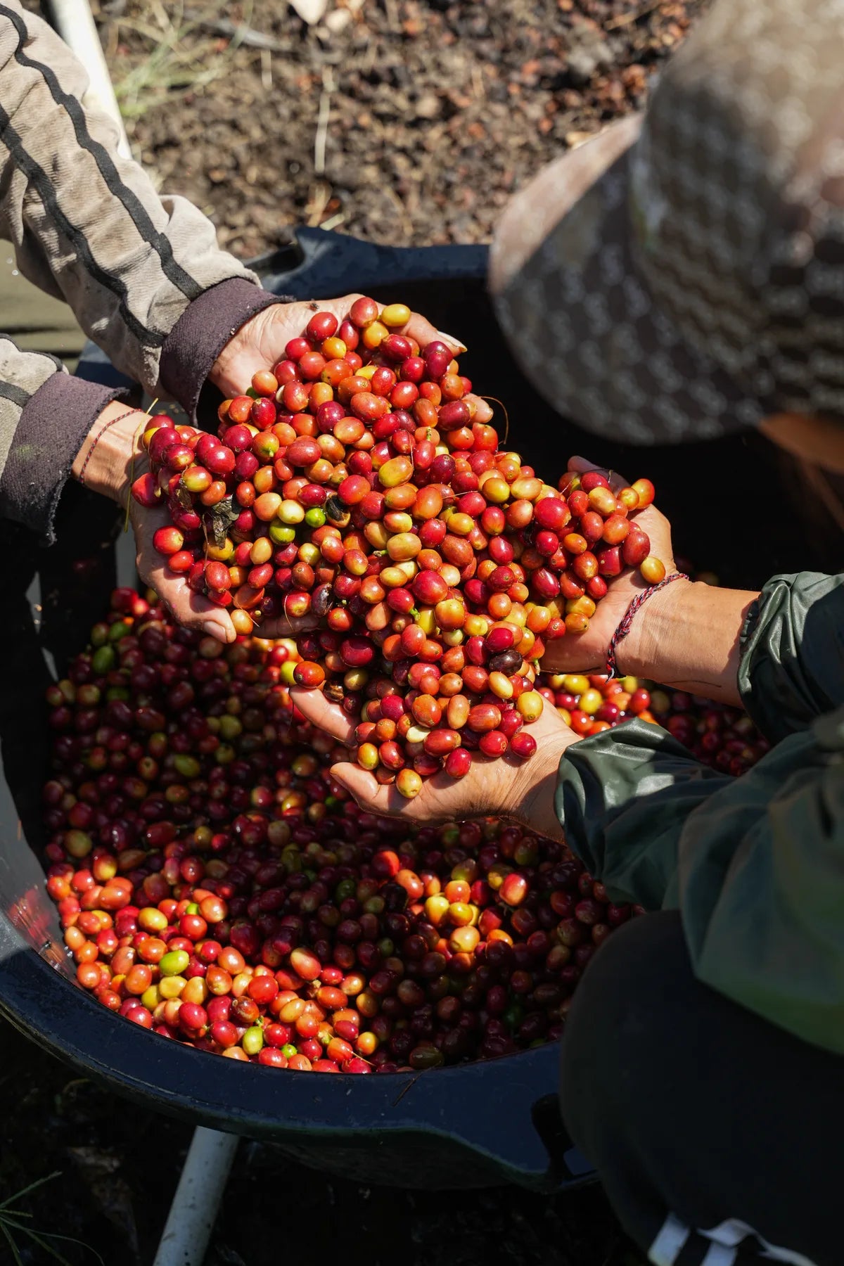 Fresh coffee cherries held by a farmer