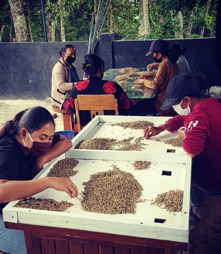 Ancient Wisdom: The Food Forest System