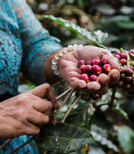 What is Shade-Grown Coffee?