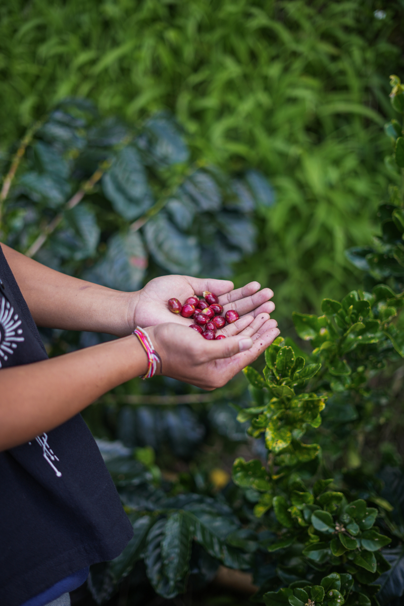 Bali Bean Journey – Tur Peternakan Kopi Jelajahi Hati Kopi di Kintamani