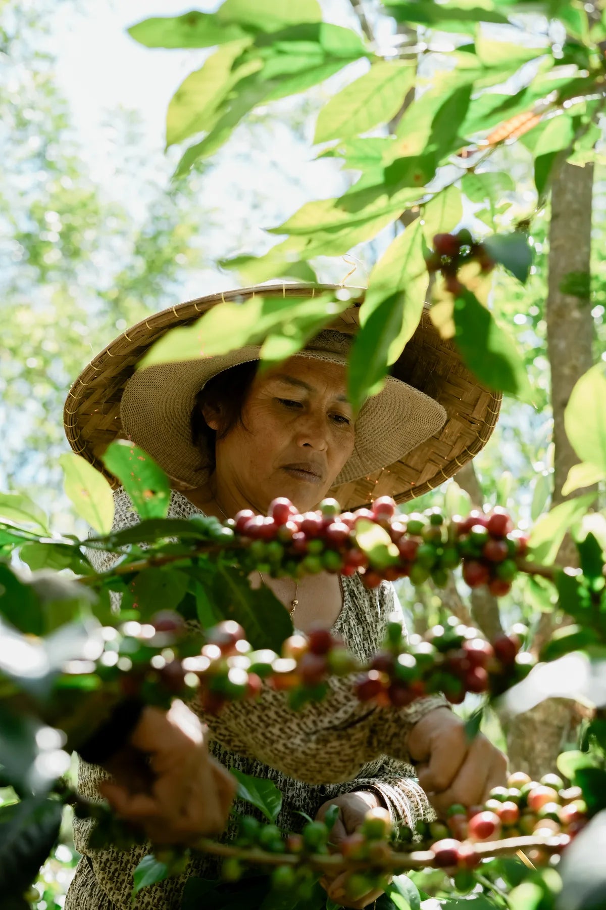 Petani Bali Beans memilih buah kopi di antara pepohonan penaung