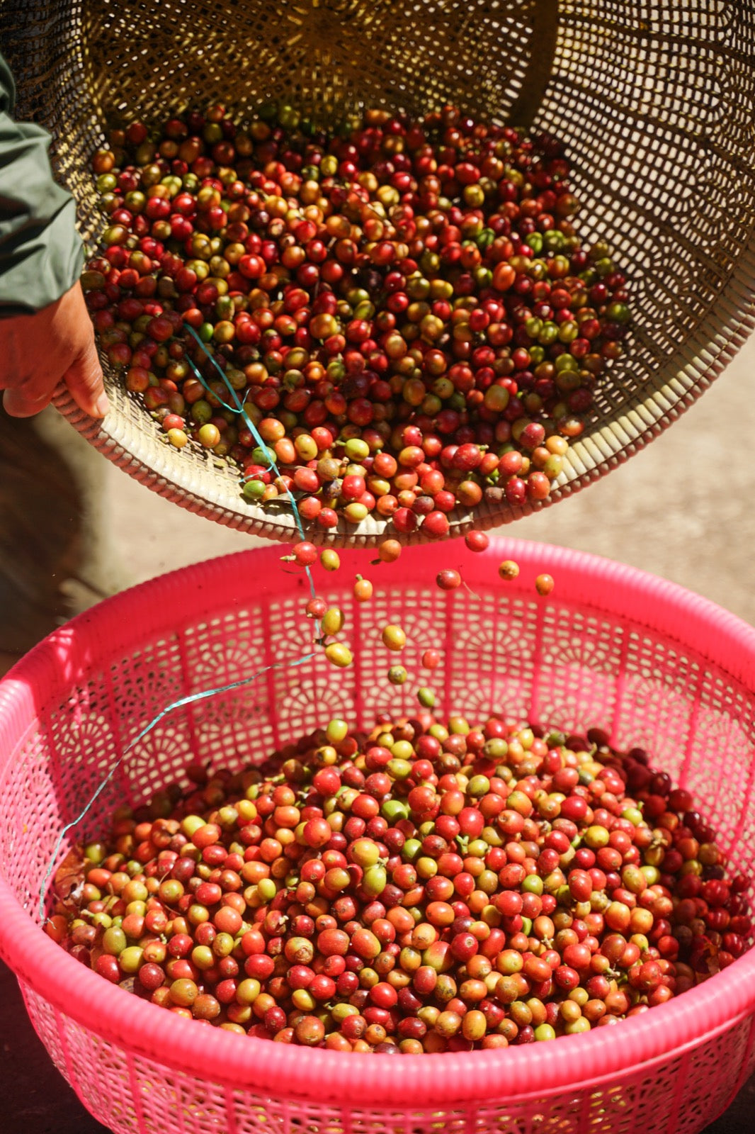 Buah kopi merah yang baru dipanen di Bali Beans