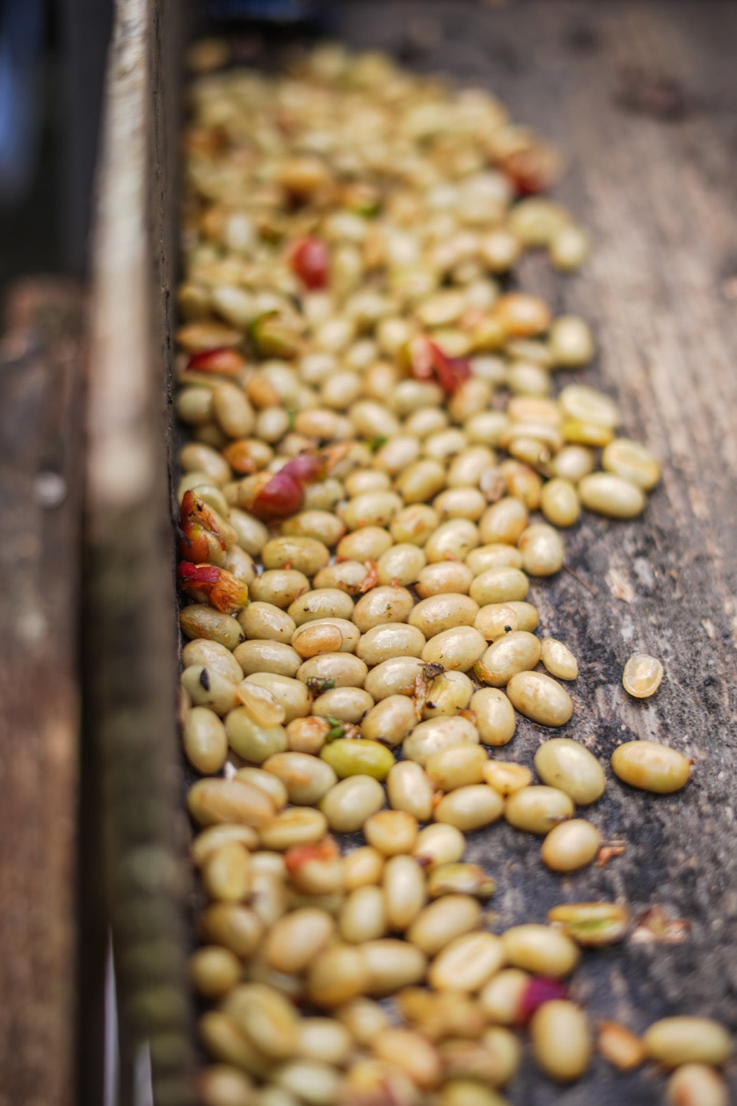 Biji kopi sebelum disangrai dalam proses pengolahan di Bali Beans