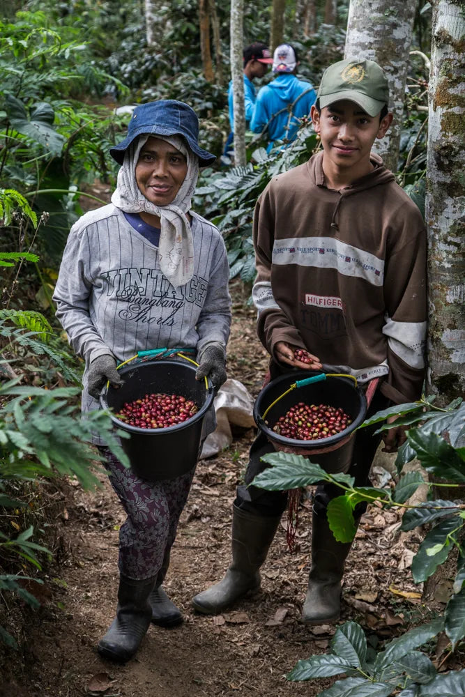 Dua petani membawa ember berisi buah kopi yang baru dipanen