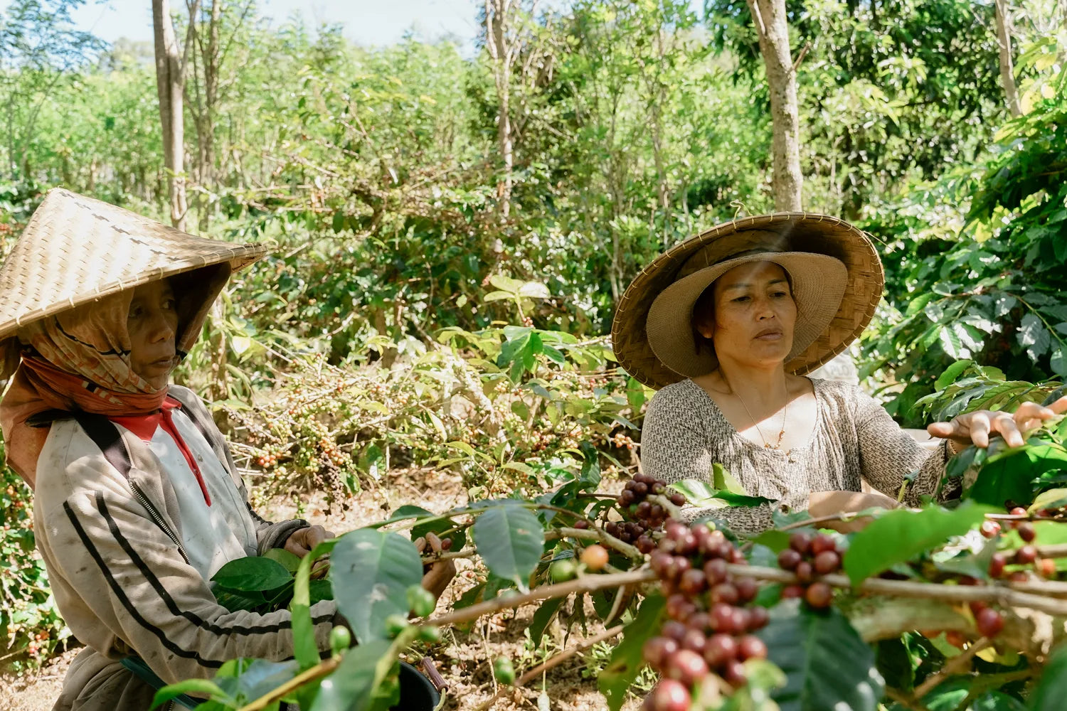 Dua petani di antara pohon kopi di perkebunan