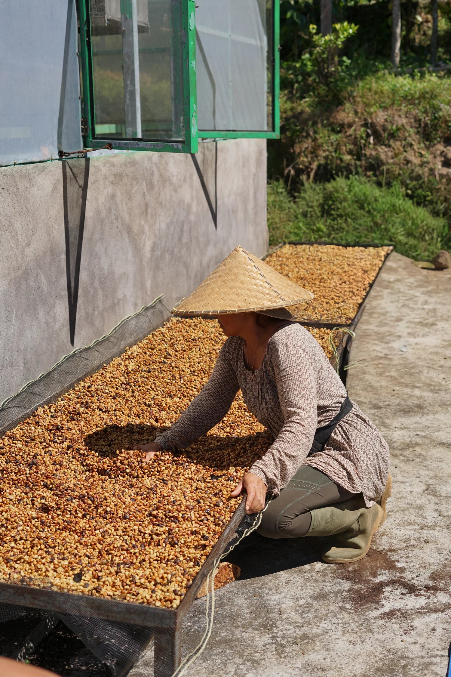 Petani merawat kopi di atas meja pengeringan