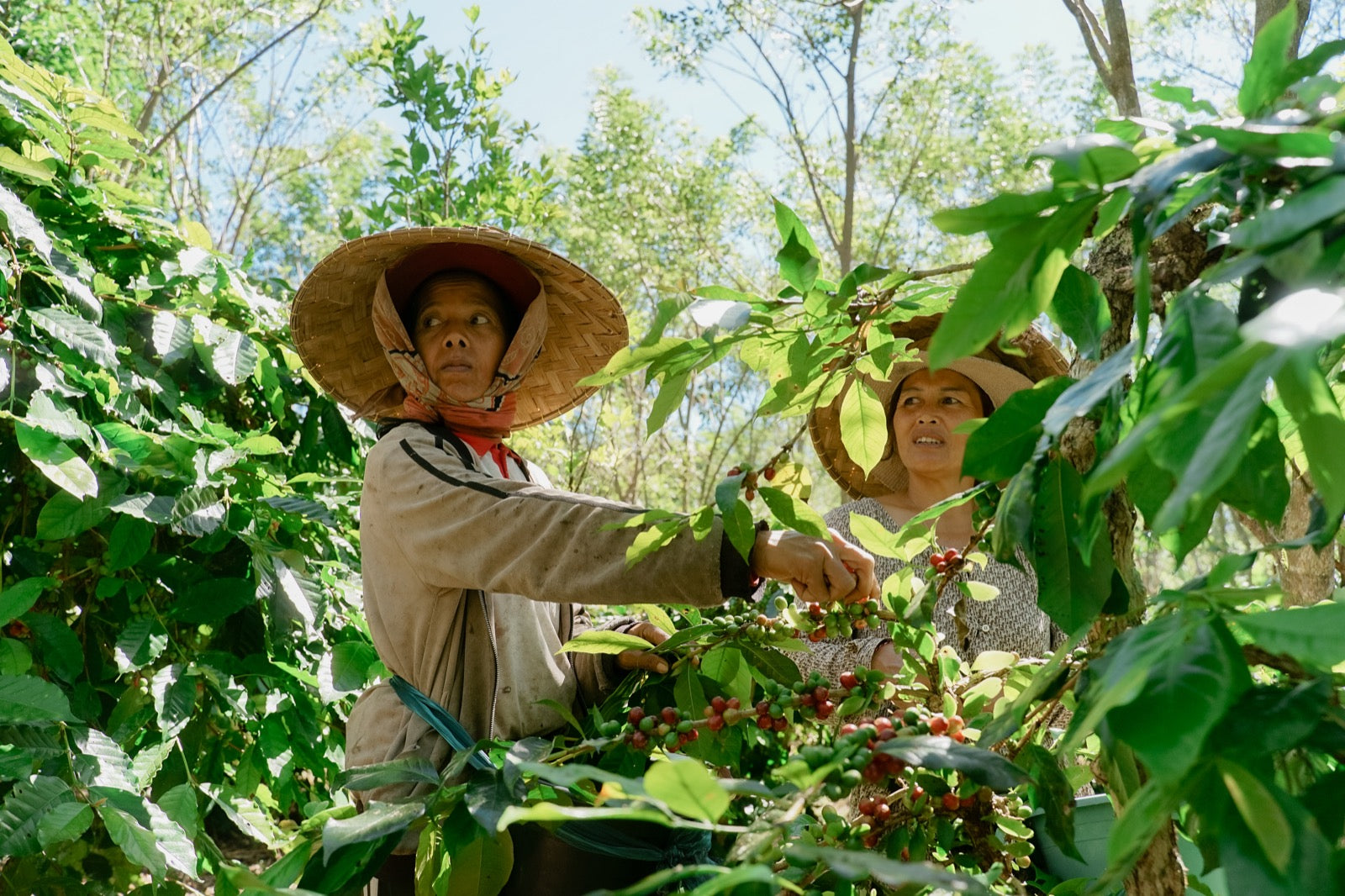 Petani perempuan merawat pohon kopi Bali Beans